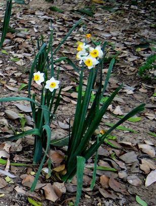 Narcissus tazetta
